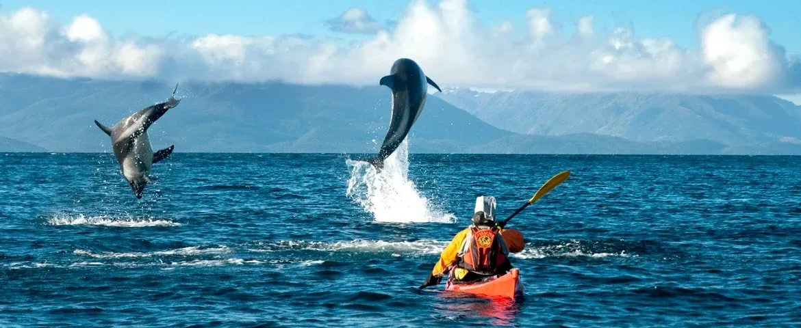 walbeobachtung patagonien chile banner