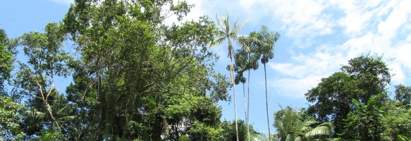 wald cuyabeno ecuador banner