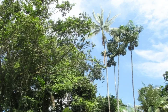 wald cuyabeno ecuador
